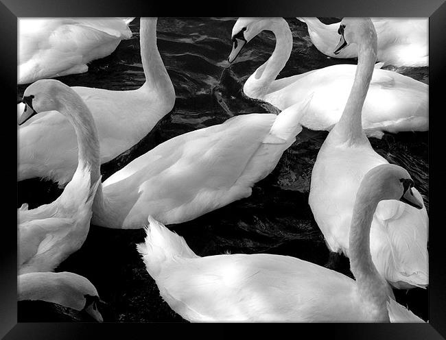 Swans Framed Print by jim jennings