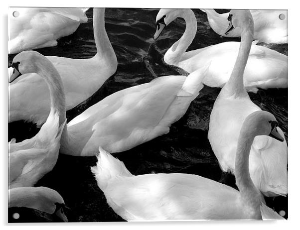 Swans Acrylic by jim jennings
