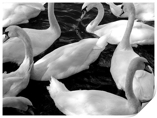 Swans Print by jim jennings