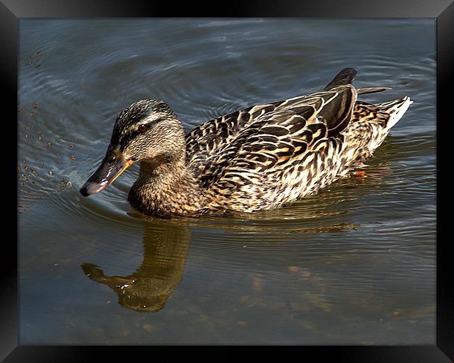 Mallard out for a swim Framed Print by Chris Day