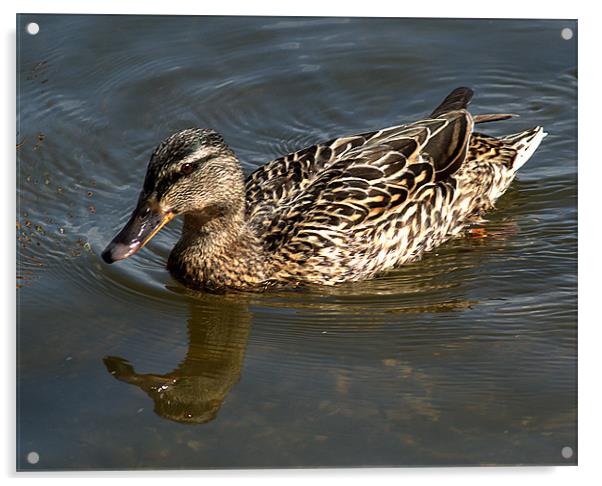 Mallard out for a swim Acrylic by Chris Day