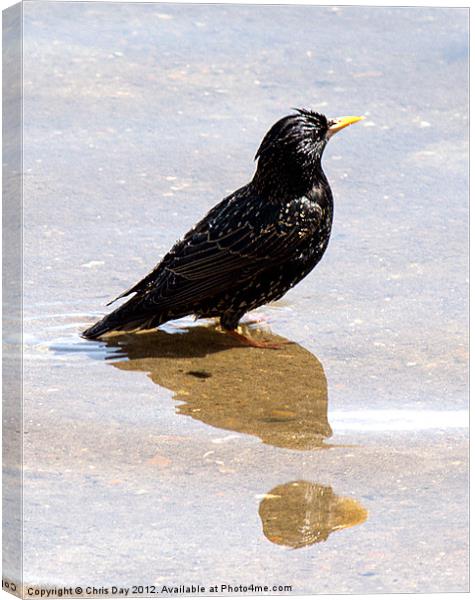 Starling paddling Canvas Print by Chris Day