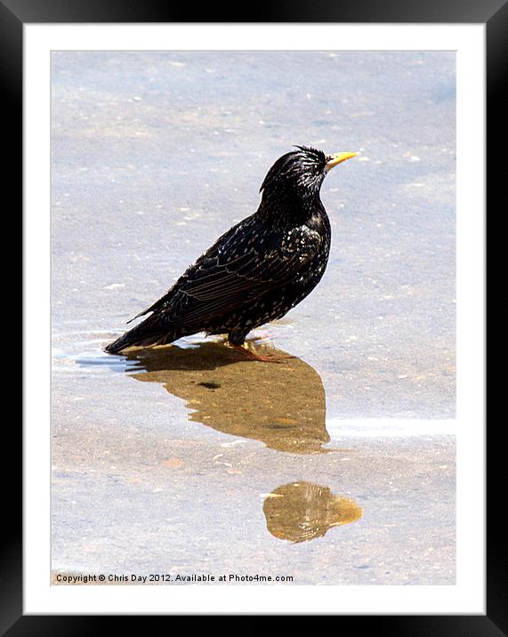Starling paddling Framed Mounted Print by Chris Day