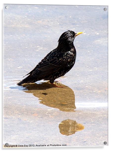 Starling paddling Acrylic by Chris Day