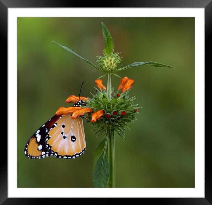 Butterfly Series Framed Mounted Print by John Pipes