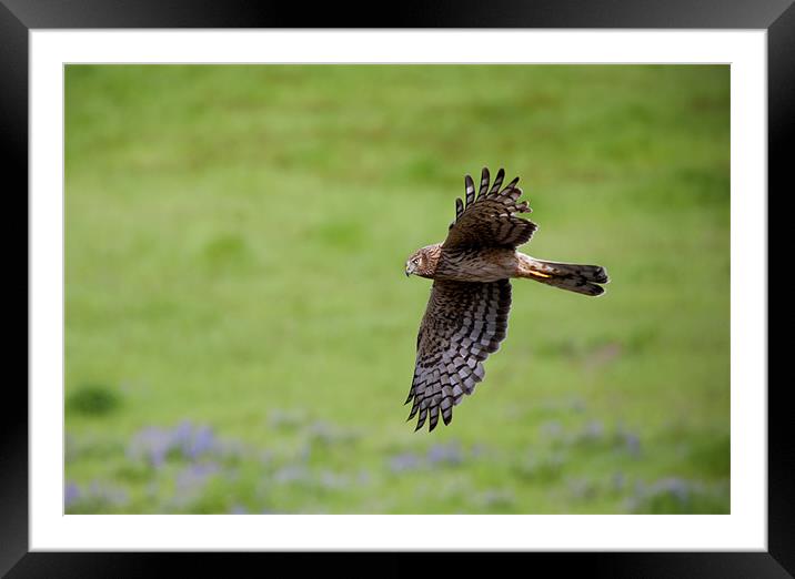 Northern Harrier Fly by Framed Mounted Print by Mike Dawson