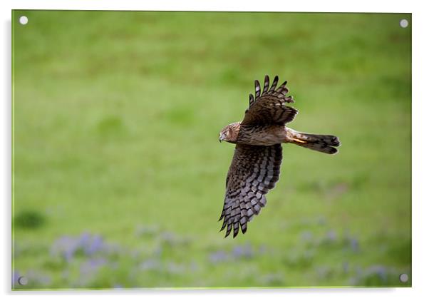 Northern Harrier Fly by Acrylic by Mike Dawson