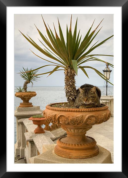 cat Framed Mounted Print by Ian Middleton