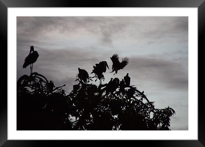 Nesting For The Evening Framed Mounted Print by John Pipes