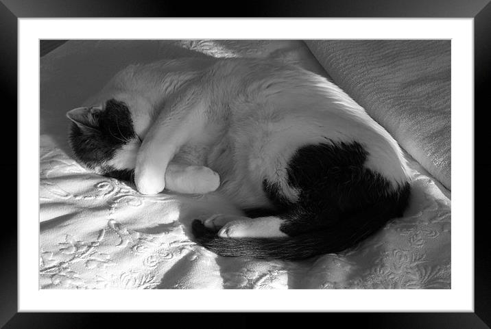 Camoflaged Catnap Framed Mounted Print by Sarah Bolter