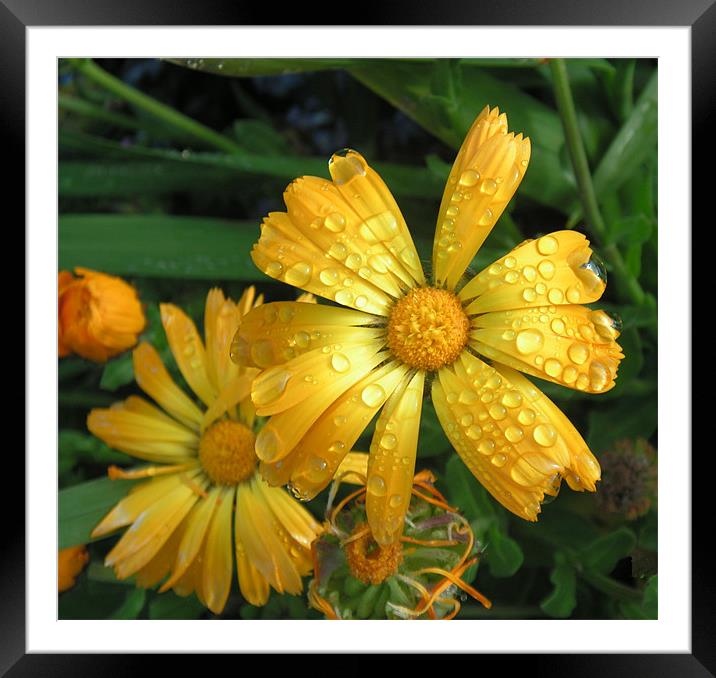 Dew on Daisy Framed Mounted Print by Sarah Bolter