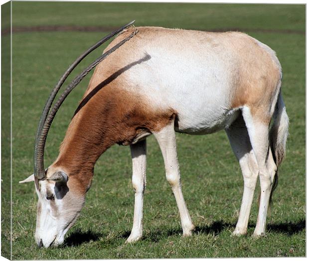 Scimitar-horned oryx 3 Canvas Print by Ruth Hallam