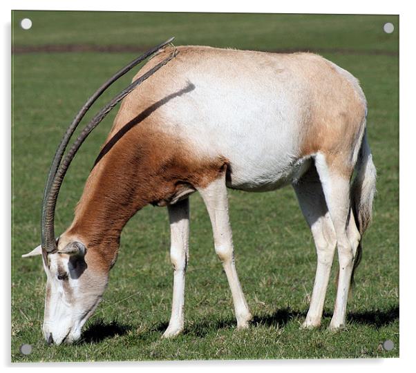 Scimitar-horned oryx 3 Acrylic by Ruth Hallam