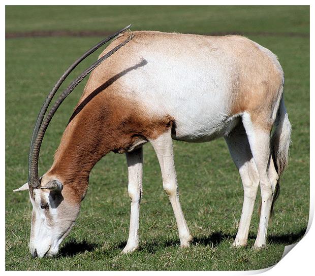 Scimitar-horned oryx 3 Print by Ruth Hallam