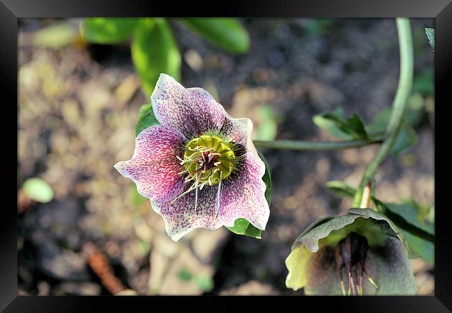 Hellebore Framed Print by Ruth Hallam