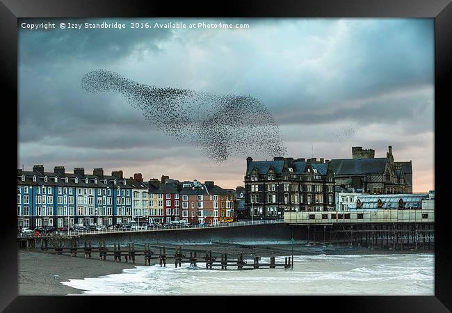 Starling cloud over Aberystwyth Framed Print by Izzy Standbridge