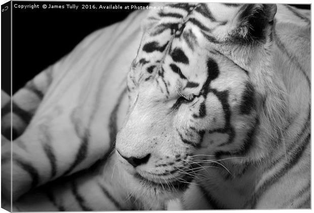 The spectacular Siberian tiger Canvas Print by James Tully