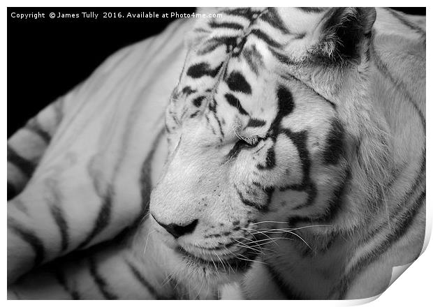 The spectacular Siberian tiger Print by James Tully