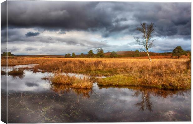 New Forest Canvas Print by Phil Clements
