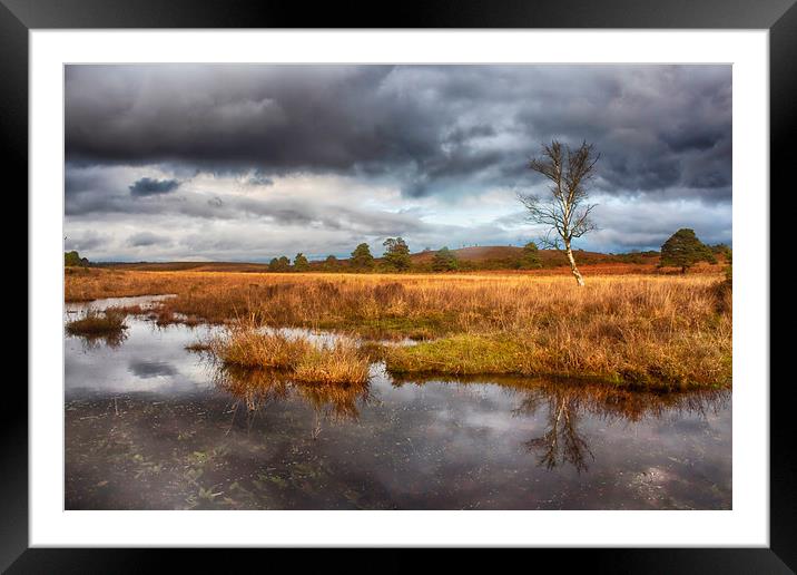 New Forest Framed Mounted Print by Phil Clements