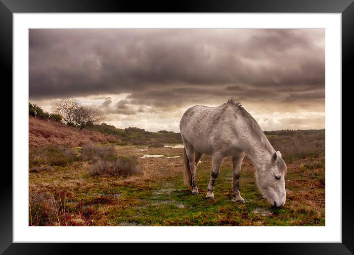 New Forest Pony Framed Mounted Print by Phil Clements