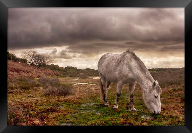 New Forest Pony Framed Print by Phil Clements