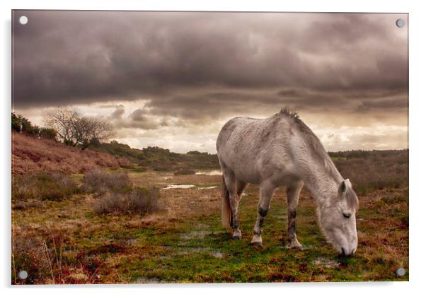 New Forest Pony Acrylic by Phil Clements