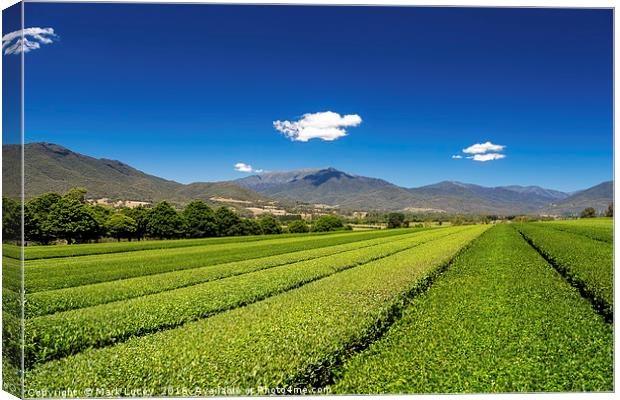 Tea in the Valley Canvas Print by Mark Lucey