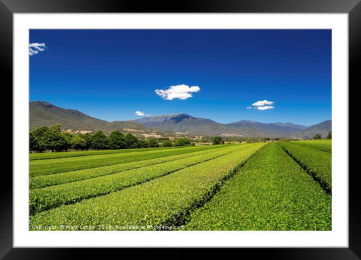 Tea in the Valley Framed Mounted Print by Mark Lucey