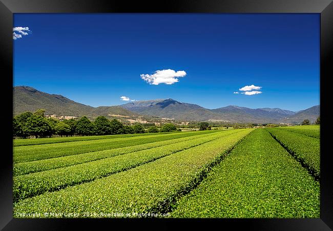 Tea in the Valley Framed Print by Mark Lucey
