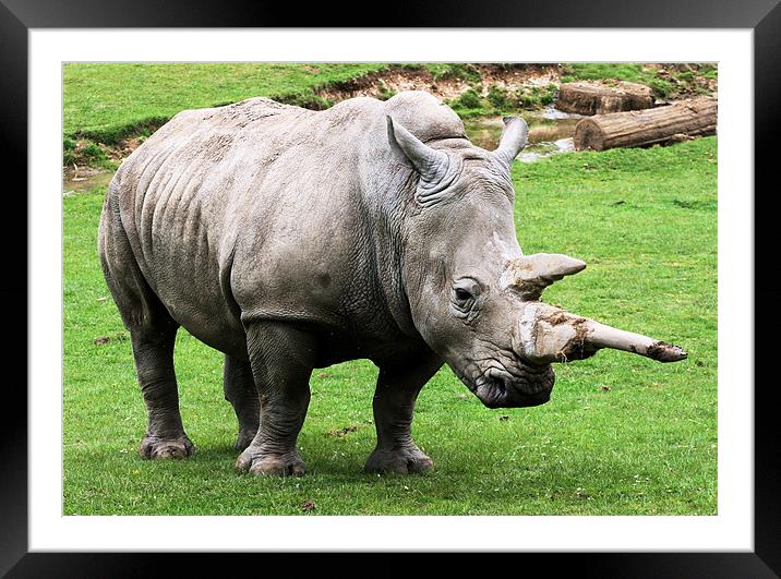 Rhinocerous 2 Framed Mounted Print by Ruth Hallam