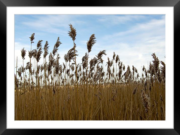 Reeds on the shore  Framed Mounted Print by Shaun Jacobs