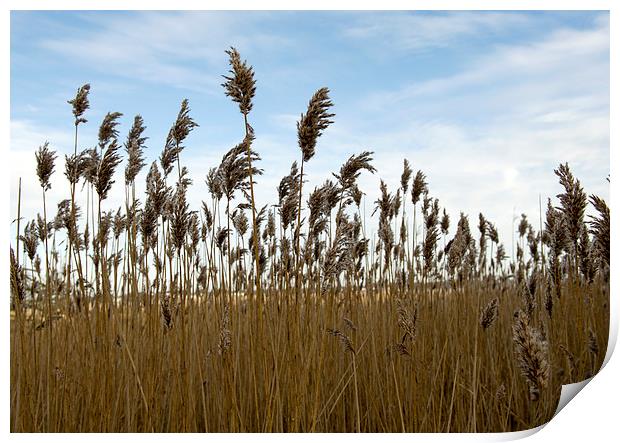 Reeds on the shore  Print by Shaun Jacobs