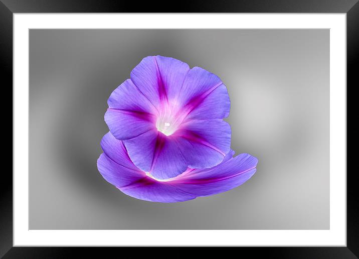 glowing purple flowers Framed Mounted Print by Marinela Feier