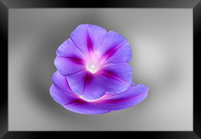 glowing purple flowers Framed Print by Marinela Feier