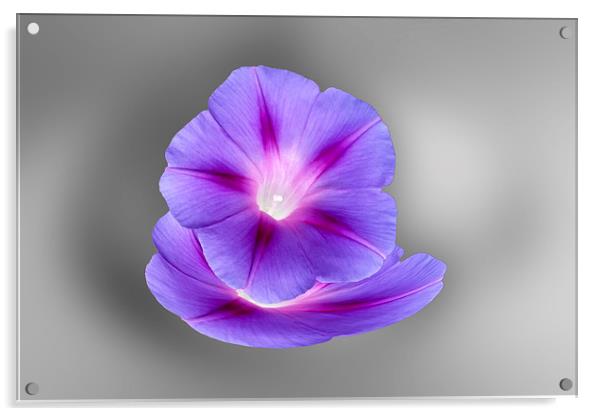 glowing purple flowers Acrylic by Marinela Feier