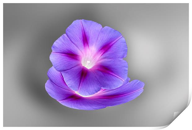 glowing purple flowers Print by Marinela Feier