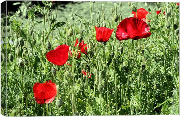Red poppies Canvas Print by Ruth Hallam