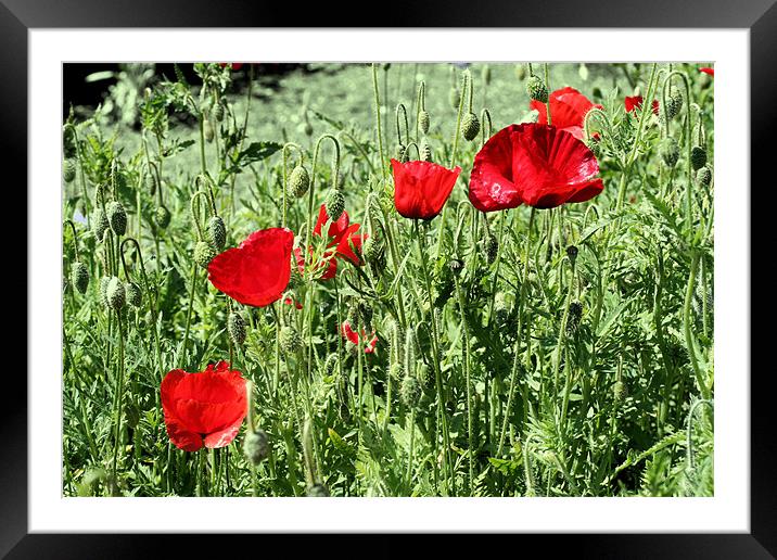 Red poppies Framed Mounted Print by Ruth Hallam