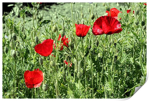 Red poppies Print by Ruth Hallam