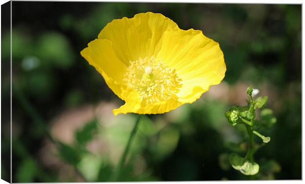 Yellow buttercup flower Canvas Print by Ruth Hallam