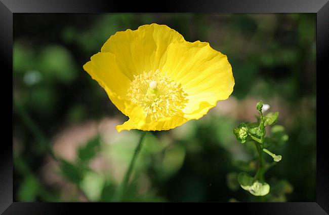 Yellow buttercup flower Framed Print by Ruth Hallam