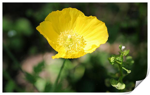 Yellow buttercup flower Print by Ruth Hallam