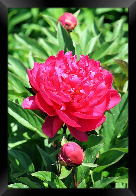 Red rose 4 Framed Print by Ruth Hallam