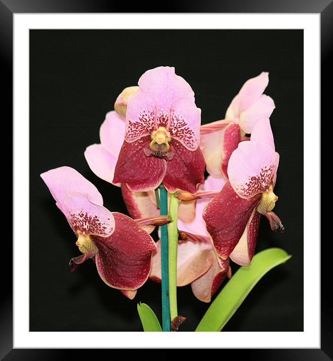 Pink Pansy orchids Framed Mounted Print by Ruth Hallam