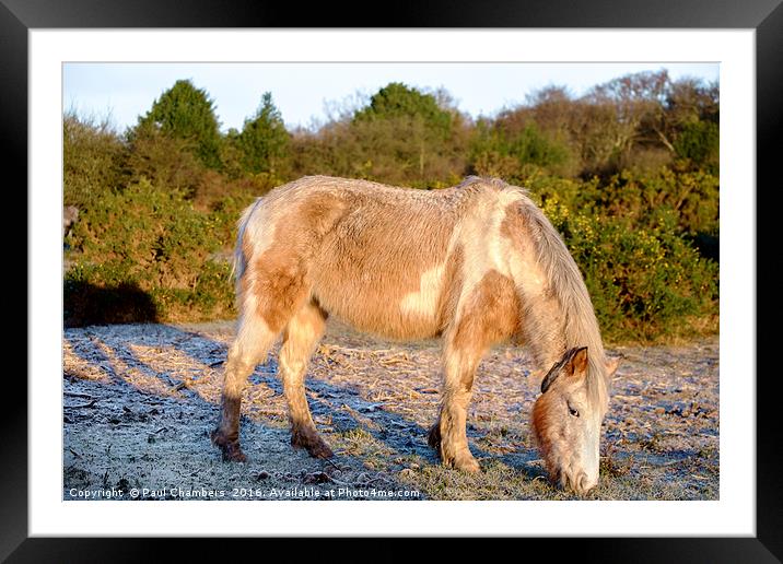 New Forest on a frosty morning Framed Mounted Print by Paul Chambers