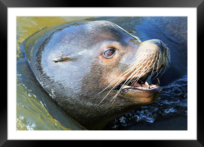 Sealion Framed Mounted Print by Ruth Hallam