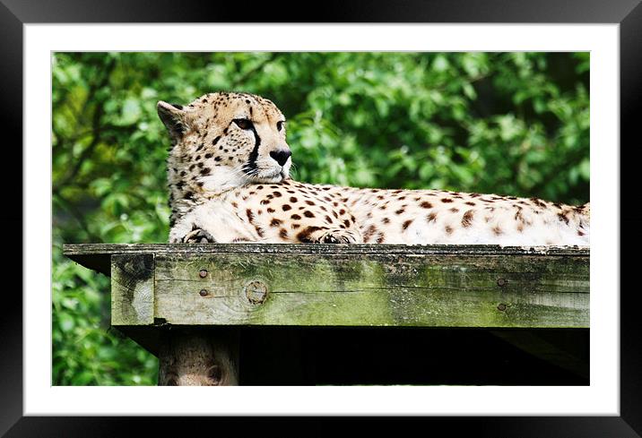 Cheetah 14 Framed Mounted Print by Ruth Hallam