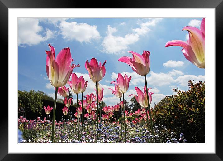 Skyline Tulips Framed Mounted Print by Gary Lanham