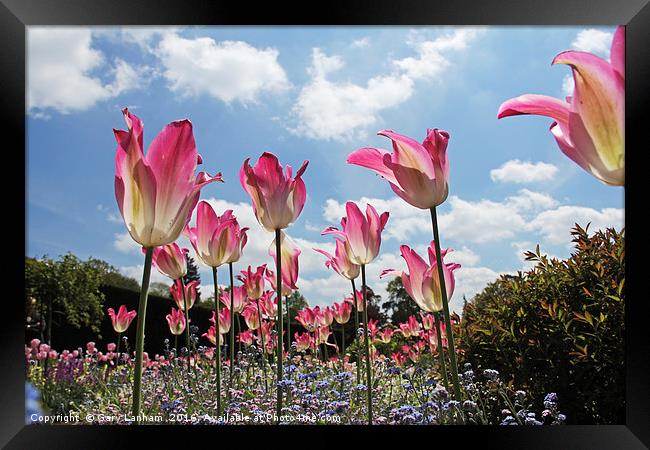 Skyline Tulips Framed Print by Gary Lanham